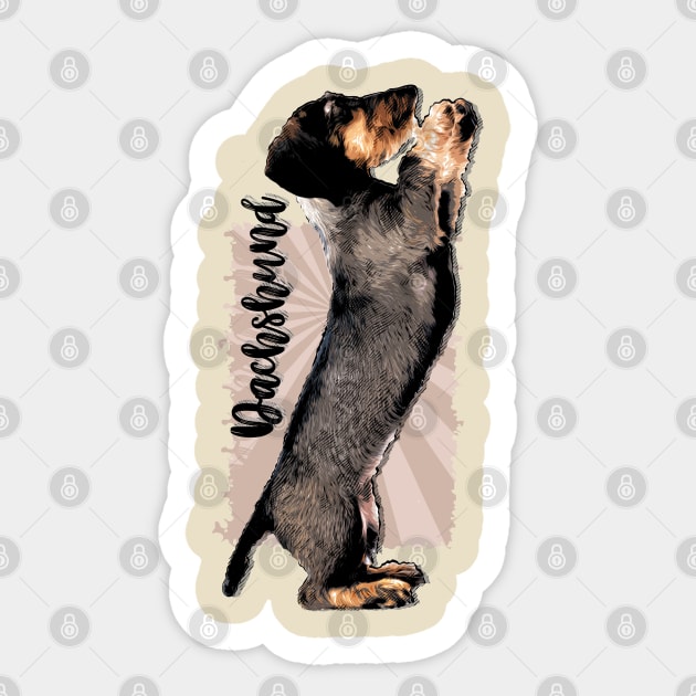 Wirehaired  Dachshund puppy Sticker by Nartissima